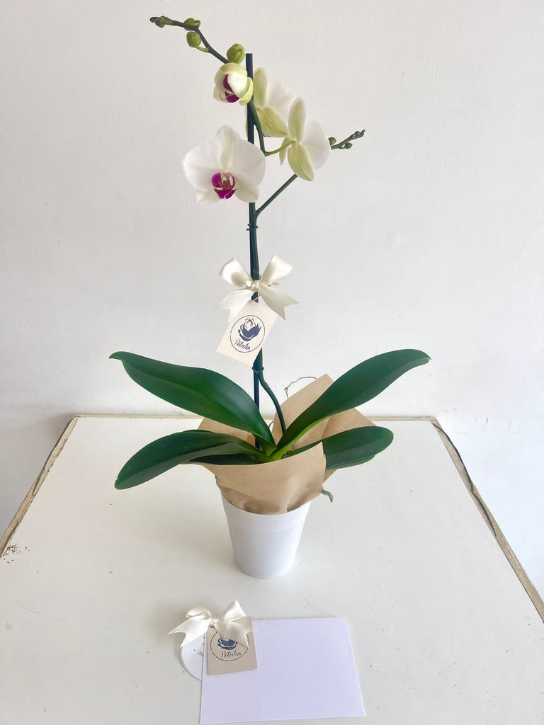 Orquídea florecida blanca de una vara