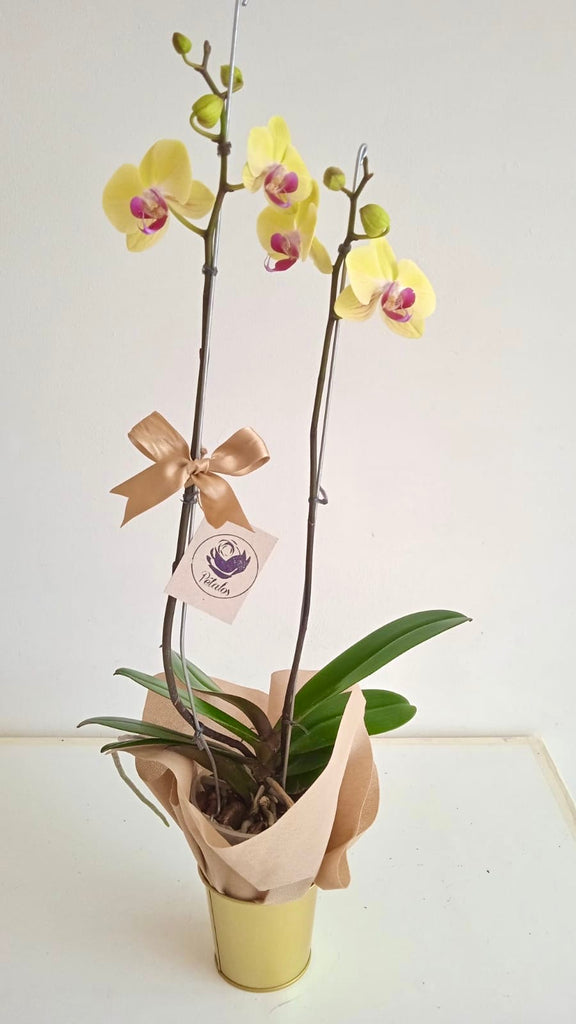 Orquidea florecida de dos varas amarilla
