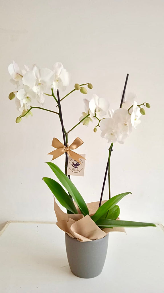 Orquídea florecida de dos varas blanca