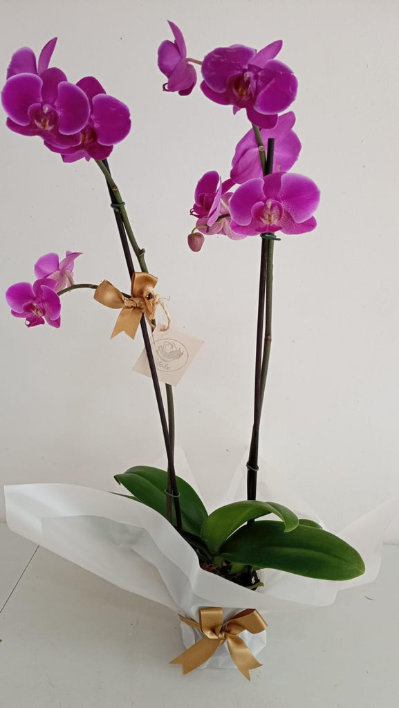 Orquídea de dos varas morada